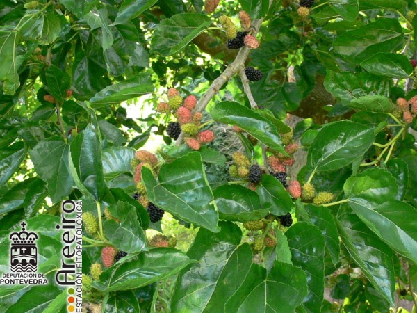 Mora Negra - Black Mulberry - Amora Negra (Morus nigra) >> Mora Negra (Morus nigra) - Fruto en el arbol_2.jpg